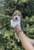 Pui Beagle Tricolor