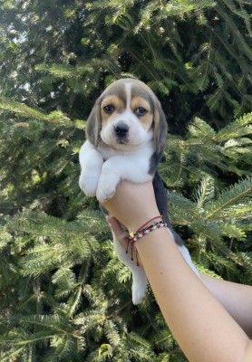Pui Beagle Tricolor foto