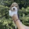 Pui Beagle Tricolor