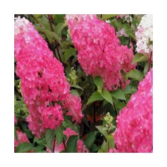 Planta Hydrangea panic. FRAISE MELBA Renba PBR C2, ghiveci 2l