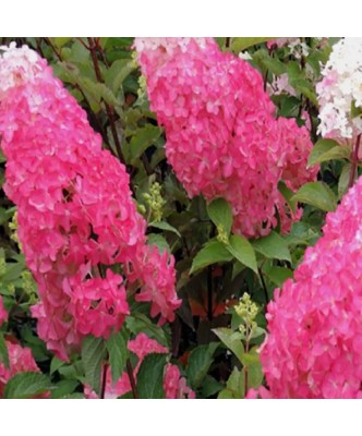 Planta Hydrangea panic. FRAISE MELBA Renba PBR C2, ghiveci 2l foto