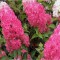 Planta Hydrangea panic. FRAISE MELBA Renba PBR C2, ghiveci 2l