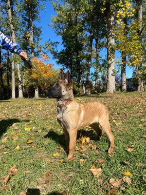 Ciobănesc Belgian Malinois foto