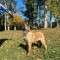 Ciobănesc Belgian Malinois