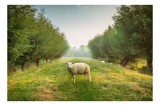 Tablou Canvas, "Oaia singuratică &icirc;n pădurea deasă", Oi, Iarbă, Copaci, Cer, Natură, Răsărit, Pășune, Liniște, Verdeață, C&acirc;mpie, 39 x 26 cm, CMCLASS