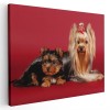 Tablou caini Yorkshire Terrier Tablou canvas pe panza CU RAMA 60x90 cm
