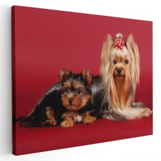 Tablou caini Yorkshire Terrier Tablou canvas pe panza CU RAMA 20x30 cm