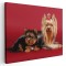 Tablou caini Yorkshire Terrier Tablou canvas pe panza CU RAMA 70x100 cm