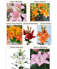 🌱Pachet Mix 6 Soiuri - 105 Bulbi Crini