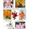 🌱Pachet Mix 6 Soiuri - 50 Bulbi Crini