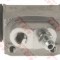 Cilindru receptor frana HYUNDAI i20 (PB, PBT) (2008 - 2014) TRW BWC269