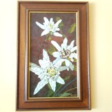 Tablou ORIGINAL Art Georgies &ndash; Edelweiss / Floare de colț
