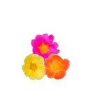 Planta Portulaca mix, planta colours games portulaca d. vaso koko. mix, ghiveci de 10 cm, Oem