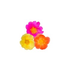 Planta Portulaca mix, planta colours games portulaca d. vaso koko. mix, ghiveci de 10 cm