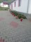 Foto  - 11