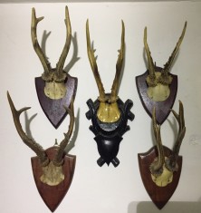 18 Coarne de CERB / CAPRIOR - VINTAGE - De COLECTIE - Vedeti mai multe la poze foto