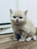 British longhair fawn