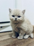 British longhair fawn