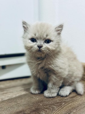 British longhair fawn foto