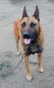 Malinois Belgian, [en.casa]