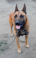 Malinois Belgian