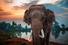 Fototapet autocolant Animal52 Elefant langa apa, 200 x 150 cm