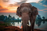 Cumpara ieftin Fototapet Animal52 Elefant langa apa, 200 x 150 cm