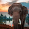 Fototapet autocolant Animal52 Elefant langa apa, 250 x 200 cm