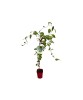 Schisandra rubriflora F C2, Oem