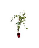 Schisandra rubriflora F C2