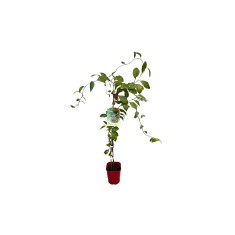 Schisandra rubriflora F C2