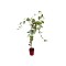 Schisandra rubriflora F C2