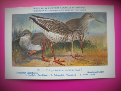 HOPCT 6340 TRINGA TOTANUS TOTANUS -PASARI DE APA-FAUNA EUROPA-CP CHROMO LITHO -MUZEUL REGAL STIINTE NATURALE BELGIA-NECIRCULATA foto