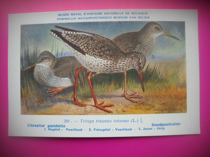 HOPCT 6340 TRINGA TOTANUS TOTANUS -PASARI DE APA-FAUNA EUROPA-CP CHROMO LITHO -MUZEUL REGAL STIINTE NATURALE BELGIA-NECIRCULATA