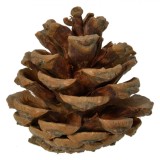 Set Conuri Decorative, 5 cm, Lemn, 20 Bucăți, Roșu și Maro, Oem