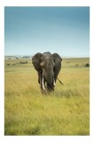 Tablou Canvas, "Elefant solitar pe c&acirc;mpie africană", Elefant, Savannah, Iarbă, Cer, Teren, Serengeti, Natură, Tundră, Colți, Măreție, 26 x 39 cm, CMCL