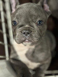 Catei bulldog francez