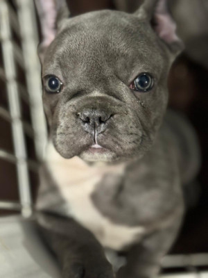 catei bulldog francez foto