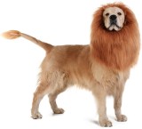 Costum catel, amuzant leu, Haloween, talie M, USSPY