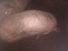 Vand porc pentru Craciun