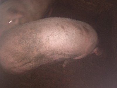 Vand porc pentru Craciun foto