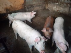 PORCI 90/100kg, PURCEI 9 saptamani, PORC gras 200kg ARAD foto