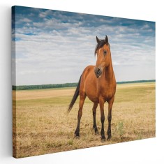 Tablou cal maro (murg) pe camp Tablou canvas pe panza CU RAMA 40x60 cm