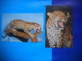 HOPCT LOT NR 441 PANTERA/JAGUAR- FELINE -FAUNA -2 CARTI POSTALE-CIRCULATE