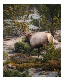 Tablou Canvas, "Elan printre pini montani", Cerb, Pădure, Corn, Verdeață, Natură, Peisaj, Sălbăticie, Aventură, Liniște, Frumusețe, Tranquilitate., 26