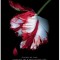 2 vol.: Lună nouă. Eclipsa. vol 2 si 3 din Seria Amurg, Stephenie Meyer. 2008