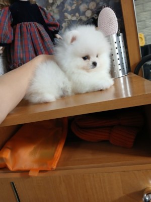 Pomeranian rasa pura foto