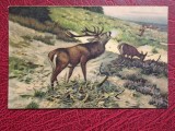Pictura de C. Drathmann - Provocare, vedere litho Stengel