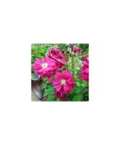 Planta Clematis Akafuji P9, ghiveci 9cm, Oem