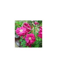 Planta Clematis Akafuji P9, ghiveci 9cm